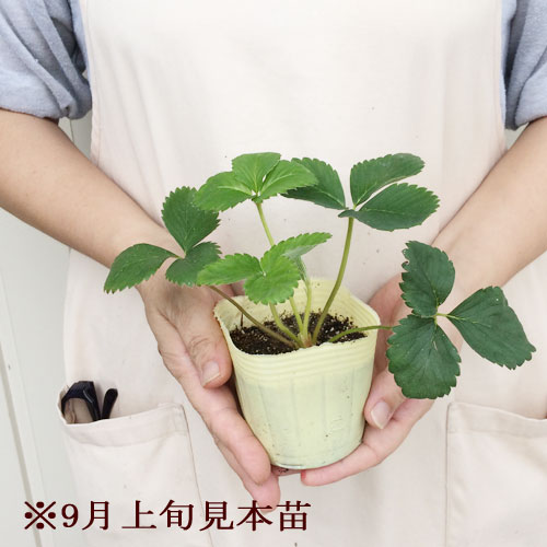 いちご苗【2個セット】 家庭菜園で作り易い品種 3号ポット苗 計2ポット 章姫・さちのか・とちおとめ・とよのか・女峰・宝交早生