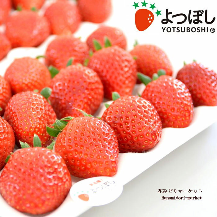 【単品 / 3個セット/5個セット】いちご苗 四季成り性 よつぼし 3号ポット苗 ガーデニング 家庭菜園 ベランダ菜園 おいしい 苗 人気 【年末特価!SALE商品】