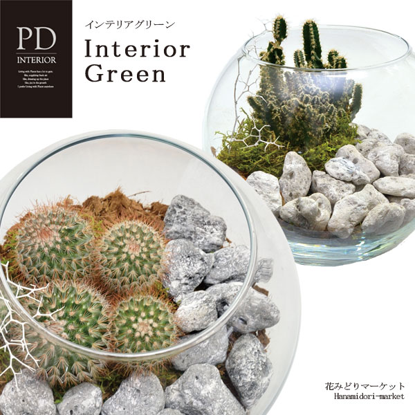 Rakuten - 【植え込み済】 インテリアグリーン ガラスボール サボテンアレンジ PD インテリア ID-3202ギフト プレゼント 観葉植物 多肉植物 インテリアグリーン テラリウム