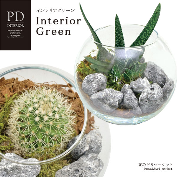 Rakuten - 【植え込み済】 インテリアグリーン ガラス鉢アレンジ 多肉植物 PDインテリア ID-101 植物おまかせギフト プレゼント 観葉植物 多肉植物 インテリアグリーン テラリウム