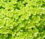 多肉植物 セダム オオゴンマルバマンネングサ 黄金丸葉万年草 オウゴンマルバ 3号ポット ガーデニング 寄せ植え 観葉植物 耐寒性 常緑 多年草 グランドカバー 宿根草