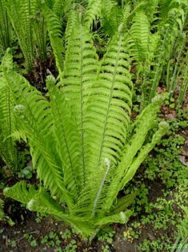 山野草苗　こごみ　クサソテツ　3〜3,5号ポット　山菜 コゴミ 観葉植物　シダ