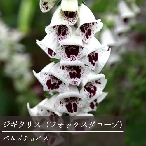 ジギタリス パムズチョイス 3〜3.5号ポット苗ふぉっくすグローブ ジキタリス 花苗 多年草 宿根草 イングリッシュガーデン 耐寒性 耐暑性 切り花 白 ホワイトのサムネイル