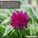 クナウティア 斑入り サンダー&ライトニング 3号ポット苗イングリッシュガーデン カラーリーフ 宿根草 珍しい ピンクガーデン 丈夫 花苗 多年草