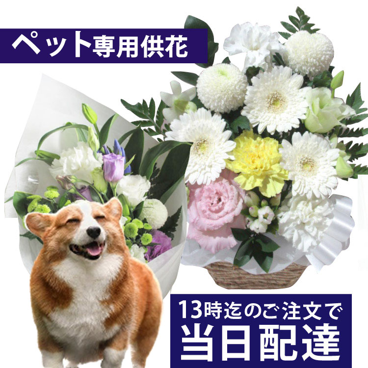 【ペット専用】【送料無料】お供えきょう花特急便13時迄の注文で本日お届け お急ぎ便 当日お届け【生花..