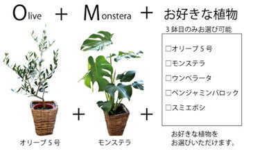 お得な【まとめ買い】観葉植物3鉢セットお買い得 選べる1万円鉢シリーズ 季節の花鉢シリーズ オリーブの木 モンステラ ベンジャミン スミエボシ 送料無料 プレゼント【楽ギフ_包装】鉢植え オリーブの木 苗木 【05P30Nov14】 FKTK