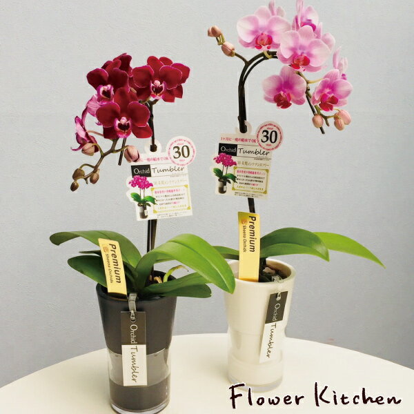 楽天FlowerKitchen for Business産地直送の花ギフト【A-427】【テーブル胡蝶蘭 タンブラスリム 1本立ち 3号鉢 ピンク系おまかせ】椎名洋ラン園こだわりの胡蝶蘭 高級コチョウランお祝い/誕生日/還暦/卒寿/米寿/白寿/記念日/お礼/挨拶/記念品/お歳暮/お中元/プレゼント/贈り物/花 ギフト