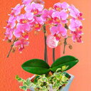 産地直送の花ギフト【ミディ胡蝶蘭 2本立ち ピンク系おまかせ 観葉寄せ 5号 陶器鉢入り】【A-105】椎名洋ラン園こだわりの胡蝶蘭 高級コチョウランお祝い/誕...