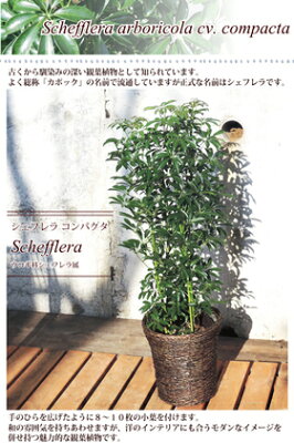 観葉植物おすすめ選 初心者向けから大型まで園芸研究家が紹介 種類や選び方も モノレコ By Ameba 観葉植物おすすめ選 初心者向けから大型まで園芸研究家が紹介 種類や選び方も モノレコ By Ameba