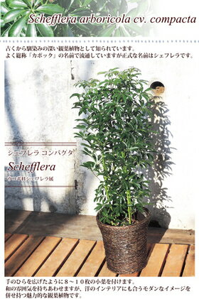 観葉植物おすすめ選 初心者向けから大型まで園芸研究家が紹介 種類や選び方も モノレコ By Ameba
