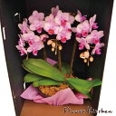 産地直送の花ギフト【A-138】【ミディ胡蝶蘭 ドレスBOX入り 3本立ち 5.5号 ピンク系おまかせ】椎名洋ラン園こだわりの胡蝶蘭 高級コチョウランお祝い/誕...