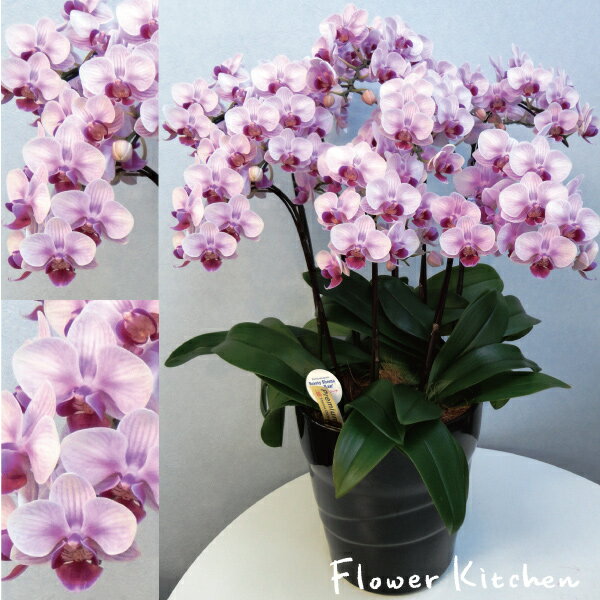 楽天FlowerKitchen for Business産地直送の花ギフト【A-131】【ミディ胡蝶蘭 8号 8本立ち ピンク系おまかせ】椎名洋ラン園こだわりの胡蝶蘭 高級コチョウランお祝い/誕生日/還暦/卒寿/米寿/白寿/記念日/お礼/挨拶/記念品/お歳暮/お中元/プレゼント/贈り物/花 ギフト