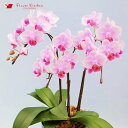 産地直送の花ギフト【A-89】【テーブル胡蝶蘭 3本立ち 4.5号 陶器鉢入り ピンク系おまかせ】椎名洋ラン園こだわりの胡蝶蘭 高級コチョウランお祝い/誕生日/...