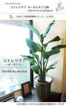 『 ストレリチア 7号鉢 オーガスタ 』Strelitzia nicolai ニコライ Strelizia オーガスタ インテリア 鉢植 開店 引越 祝 引越祝 新築祝い 誕生日 ストレリチア インテリア グリーン 観葉 トロピカル White Bird-of-Paradise 天国の白い鳥 大型 大きい 05P23Apr16 FKTK