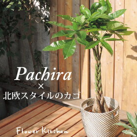 観葉植物 パキラ 7号鉢 北欧テイスト カゴ付き 北欧 ローグコルン【カゴ付き】【受け皿付き】育てやすい 鉢植え 販売 誕生日 開店 引越し 祝い 引越祝 新築祝い インテリア RAGKORN 80213776 …