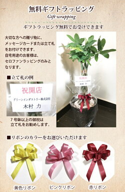 『ストレリチア7号鉢オーガスタ』Strelitzianicolai/ニコライ/Strelizia/オーガスタ/インテリア/鉢植/開店/引越/祝/引越祝/新築祝い/誕生日/ストレリチア/インテリア/グリーン/観葉/トロピカル/WhiteBird-of-Paradise/天国の白い鳥/大型大きい/05P23Apr16