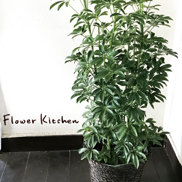観葉植物おすすめ選 初心者向けやおしゃれなものを園芸研究家が紹介 種類や選び方も モノレコ By Ameba