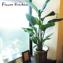 『 ストレリチア 7号鉢 オーガスタ 』Strelitzia nicolai ニコライ Strelizia オーガスタ インテリア 鉢植 開店 引越 祝 引越祝...