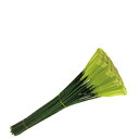 【20%OFF】緑の棒&ピック50本 【0040014】 53cm 全国一律送料無料(沖縄県・離島はお届け不可) ホワイエ 資材 FKTS