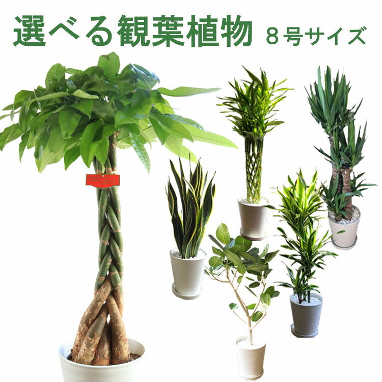 ドラセナ 【全国送料無料】観葉植物 8号鉢 選べる観葉 育てやすい 鉢植え御祝 開店祝 開業祝 新築祝 引っ越し祝い 結婚祝 新生活 インテリア セラアート鉢 大型 開店祝い サンスベリア おしゃれ ドラセナ フィカス パキラ ギフト FKTK