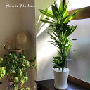 観葉植物 ドラセナ ジェレ 8号鉢 【全国送料無料】育てやすい 鉢植え 御祝 開店祝 開業祝 新築祝 引越祝 結婚祝 新生活 インテリア セラアート鉢 大型 イ...