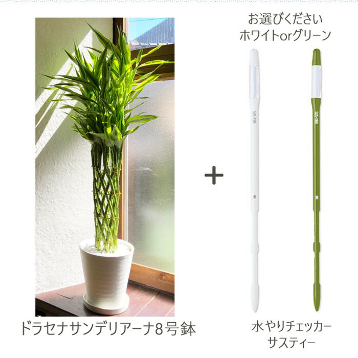 幸運の木 サンデリアーナの育て方 植え替え 剪定方法や増やし方をご紹介 暮らし の