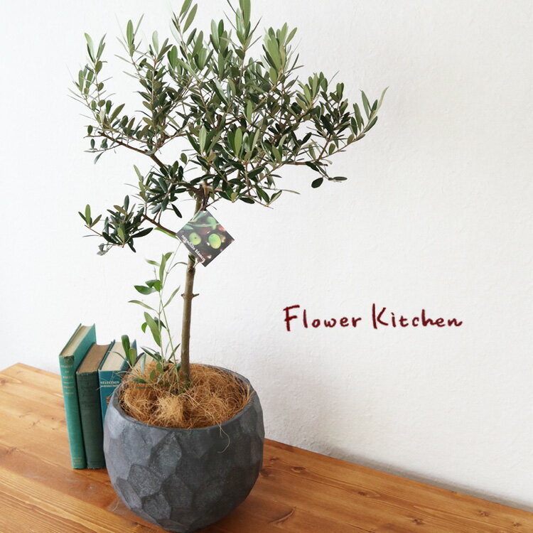 (観葉)『品種おまかせ オリーブ 6号鉢 ジオメトリーボウル ブラック鉢 ヤシ繊維・受け皿付』GF3284 植..