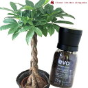 (観葉)【植物と肥料のセット】『 パキラ 7号鉢 + evo 植物が元気になる肥料 75g 』 パキラ evo 観葉植物 有機混合肥料 肥料 栄養剤 プレゼント FKTK