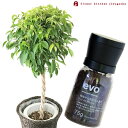 (観葉)【植物と肥料のセット】『 ベンジャミン 7号鉢 + evo 植物が元気になる肥料 75g 』 ベンジャミン ゴムの木 evo 観葉植物 有機混合肥料 肥料 栄養剤 プレゼント FKTK
