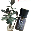 (観葉)【植物と肥料のセット】『 フィカス バーガンディ 8号 白セラート鉢 + evo 植物が元気になる肥料 75g 』 フィカス バーガンディ evo 観葉植物 有機混合肥料 肥料 栄養剤 プレゼント FKTK