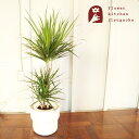 【あす楽】 観葉植物ドラセナ コンシンネ 7号鉢 + 北欧スタイル フォーレンリグ 鉢カバー 観葉 おしゃれ 北欧 FORENLIG 御祝 開店祝い 引っ越し祝い プレゼント ギフト FKTK
