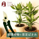 【あす楽】 観葉植物 ドラセナ ジェレ 6号鉢 丸カゴ + 坂源 剪定ばさみ モスグリーン ハンドクリエーション P180 幸福の木 剪定 はさみ 園芸用 育てやすい お祝い プレゼント ギフト 御祝 開店祝 開業祝 新築祝 引っ越し祝い 結婚祝 新生活【送料無料】 法人 FKTK