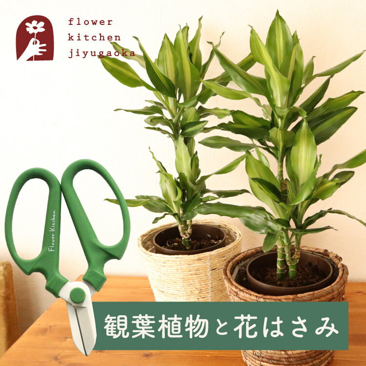 オリーブ 【あす楽】 観葉植物 ドラセナ ジェレ 6号鉢 丸カゴ + 坂源 花はさみ オリーブ ハンドクリエーション F170 幸福の木 剪定 はさみ 園芸用 育てやすい お祝い プレゼント ギフト 御祝 開店祝 開業祝 新築祝 引っ越し祝い 結婚祝 新生活【送料無料】 法人 FKTK