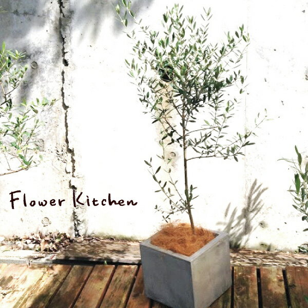 【送料無料】(観葉)オリーブの木 『 オリーブ 6号×選べるカラースクエアポット ヤシ繊維付き 』 観葉植物 ギフト プレゼント 贈答品 オリーブの木 苗木 鉢植え 販売 誕生日 開店祝 移転祝 新築祝 引越祝 結婚祝 新生活 FKTKのサムネイル