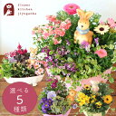 季節のお花の寄せ植え 花苗6種 タル型鉢 プランター 寄せ植え 鉢 ギフト 花 春 玄関 おしゃれ ガーデニング 鉢植え プランター フラワーギフト 誕生日 開...
