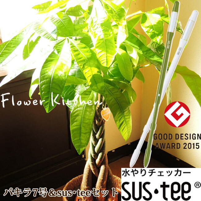 楽天FlowerKitchen for Business【観葉】パキラ　ねじり仕立て7号 おまかせカゴ付き + 選べるカラー サスティーL　水分計 sustee 厳選産地 安心の品質 【送料無料】ガーデニング 観葉植物 植物用 開店祝 お祝い FKTK