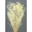 【76-10-510】 プリザーブドフラワー ソフトミニカスミ草 22g クリーム 1束送料無料 花資材 松村工芸 FKTS