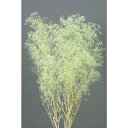 【76-10-720】 プリザーブドフラワー ソフトミニカスミ草 22g ミントグリーン 1束送料無料 花資材 松村工芸 FKTS