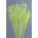 【76-10-741】 プリザーブドフラワー ソフトミニカスミ草 22g エンジェルグリーン 1束送料無料 花資材 松村工芸 FKTS