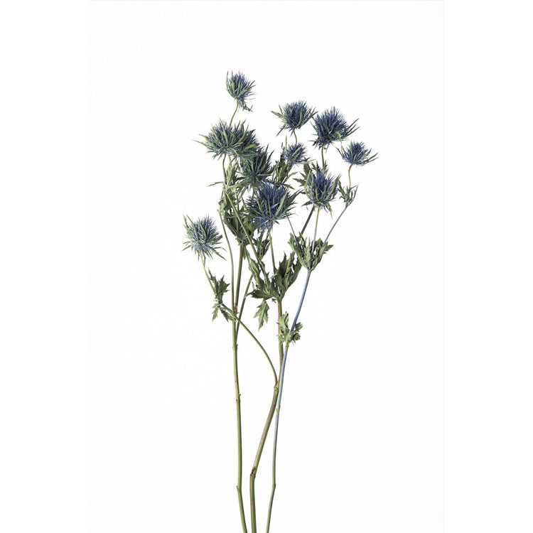 【76-10340-0】 ドライフラワー エリンジューム N 1束送料無料　花資材 松村工芸 FKTS