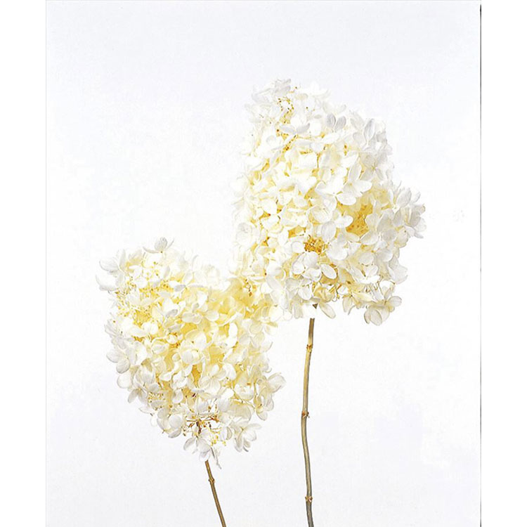 【76-1510-11】 プリザーブドフラワー ソフトピラミッドアジサイ・ヘッド オフホワイト 1箱送料無料　花資材 松村工芸 FKTS