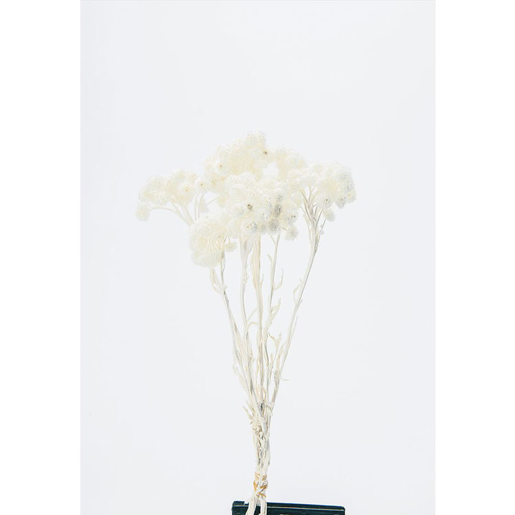 【76-32052-10】 アートフラワー イモーテル　15g シロ 1束送料無料　花資材 松村工芸 FKTS