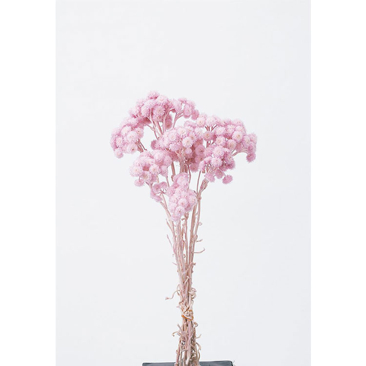 【76-32052-102】 アートフラワー イモーテル　15g シャーベットピンク 1束送料無料　花資材 松村工芸 FKTS