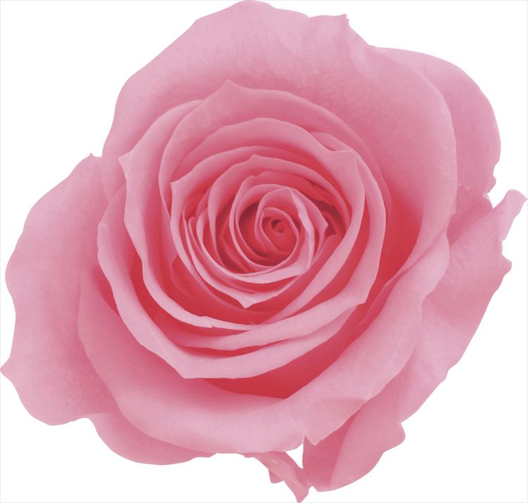 【76-3480-181】 プリザーブドフラワー ローズ・いずみ　9輪 プリンセスピンク 1箱送料無料　花資材 松..