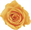 【76-3480-351】 プリザーブドフラワー ローズ・いずみ 9輪 フルーティオレンジ 1箱送料無料 花資材 松村工芸 FKTS