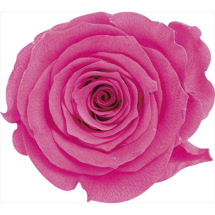 【76-5202-221】 プリザーブドフラワー ローズ・かのんM　9輪 ストロベリー 1箱送料無料　花資材 松村工芸 FKTS