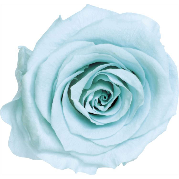 【76-5202-621】 プリザーブドフラワー ローズ・かのんM　9輪 ベビーブルー 1箱送料無料　花資材 松村工芸 FKTS