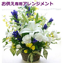 https://thumbnail.image.rakuten.co.jp/@0_mall/hanakikyo/cabinet/00348572/imgrc0072317131.jpg