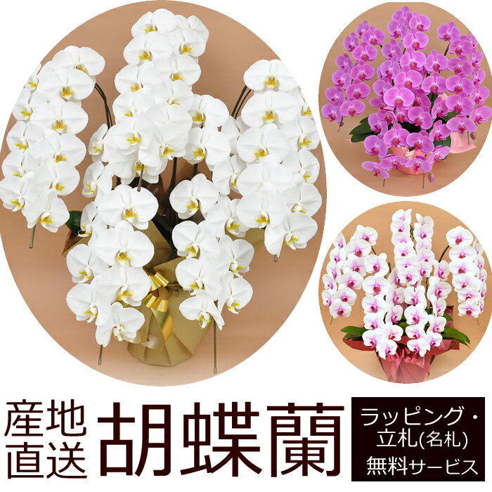 【送料無料】産地直送！胡蝶蘭の鉢植え【5本立て55輪以上】5F55開店祝い・開業祝い・周忌法要・法人贈答などにおすすめ！お歳暮 お年賀にも