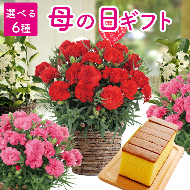 ＼早割実施中／ 母の日 花 プレゼント 鉢植えギフト(5号鉢) カーネーション 赤 ピンク マダガスカルジャスミン すぐに飾れる鉢カバー(かご)を無料サービス！ 母の日ギフトメッセージ入りのピック付き 根付きだから長く楽しめる花鉢です 送料無料 FKHH 2026 母の日ギフトの商品画像